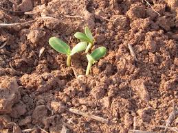 Sunflower seedinling in soil